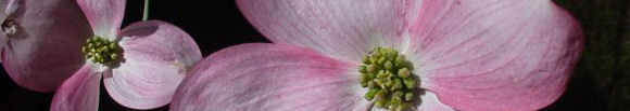 dogwood blooms in the spring